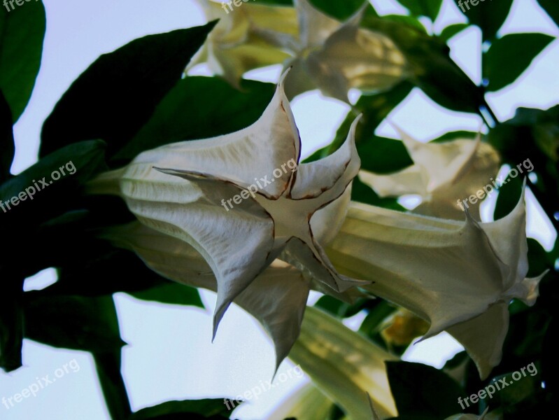 Lilys White Tubulur Green Foliage Garden