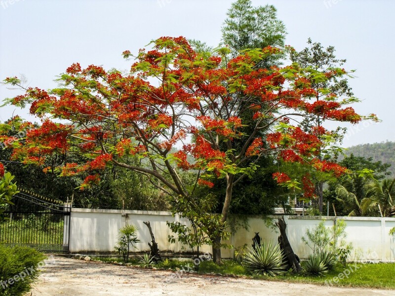 Flourishing Tree Red Bright Free Photos