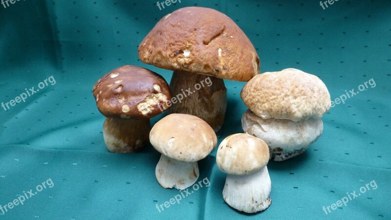 Galbraith Steinplize Boletus Edulis Mushroom Free Photos