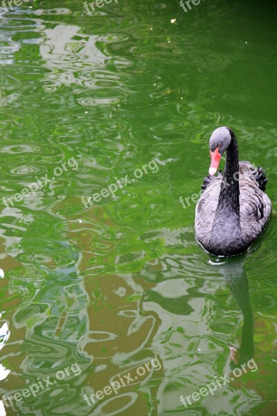 Animal Swan Black Lake Water