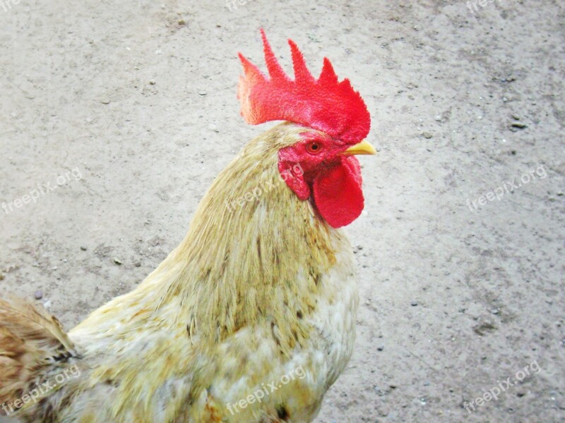 Gallo Red Crest Chicken Free Photos