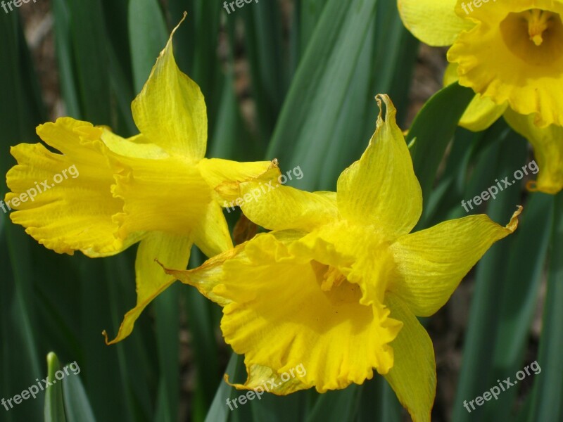 Daffodil Flowers Daffodils Yellow Blossom Yellow Flower