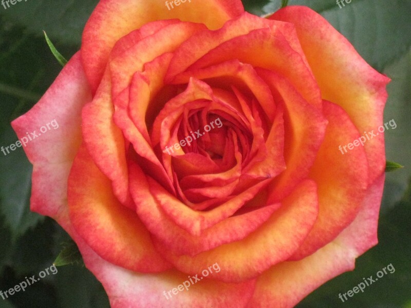 Orange Rose Flower Bloom Fragrance