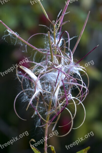 Withered Fire Weed Wild Flower Wild Plant Meadow