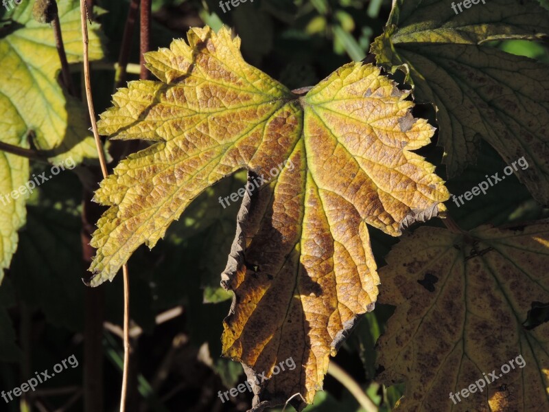 Leaves In The Autumn Golden Autumn Leaf