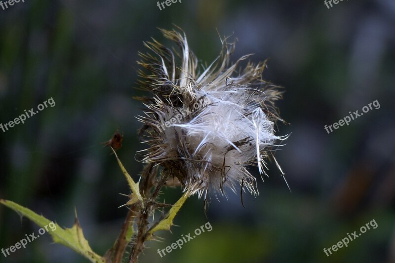 Withered Thistle Wild Plant Meadow Forest