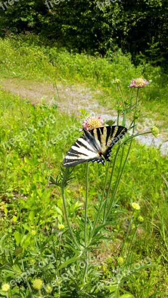 Butterfly Flower Grass Free Photos