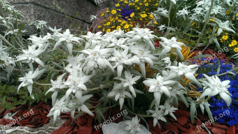 Edelweiss Garden Nature Free Photos