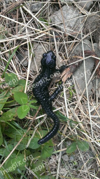 Newt Amphibian Black Grass Stones