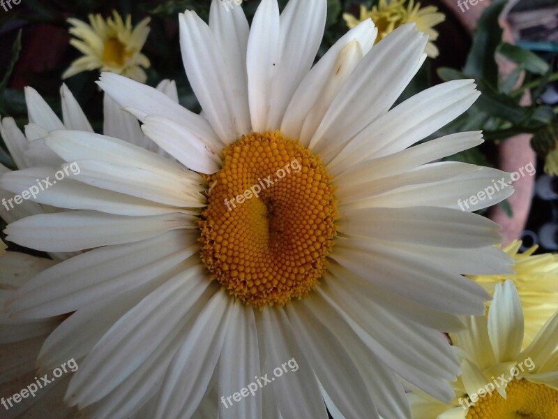 Farmers Marguerite Daisies Flower Spring Flowers