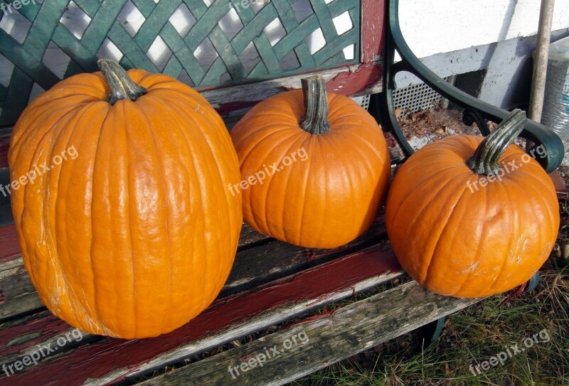 Pumpkins Autumn Orange Harvest Halloween