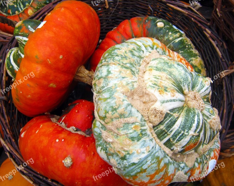 Decorative Squashes Colorful Pumpkin Autumn Decoration