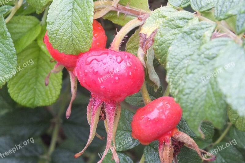 Fruits Wild Rose Plant Red Nature