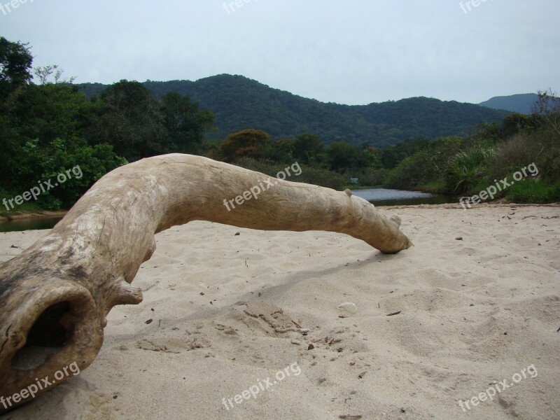 Trunk Nature Beach Flying Free Photos