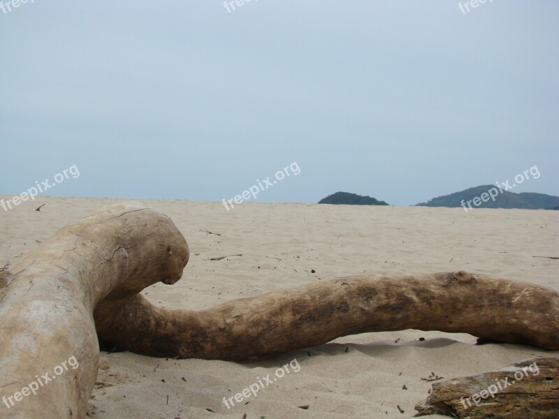 Beach Sand Trunk Flying Free Photos