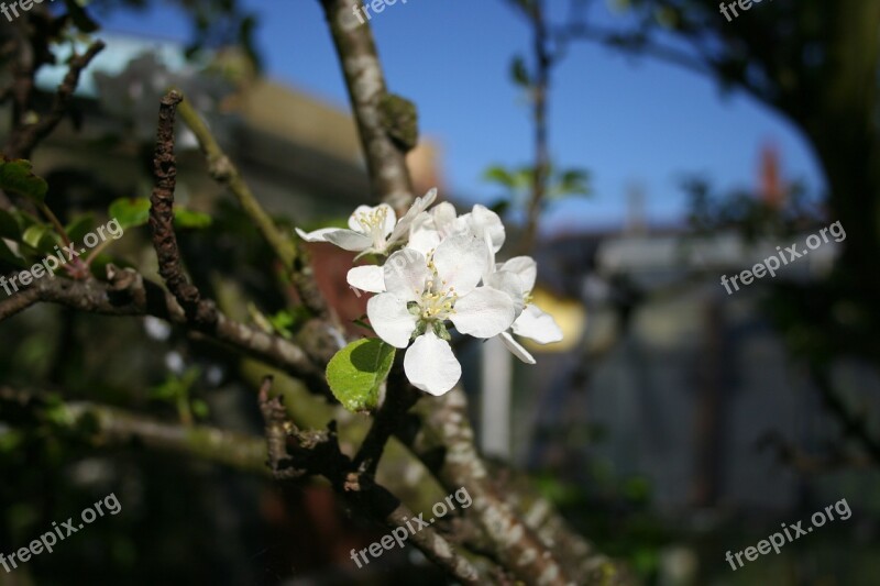 Apple Blossom Tree Branch Spring