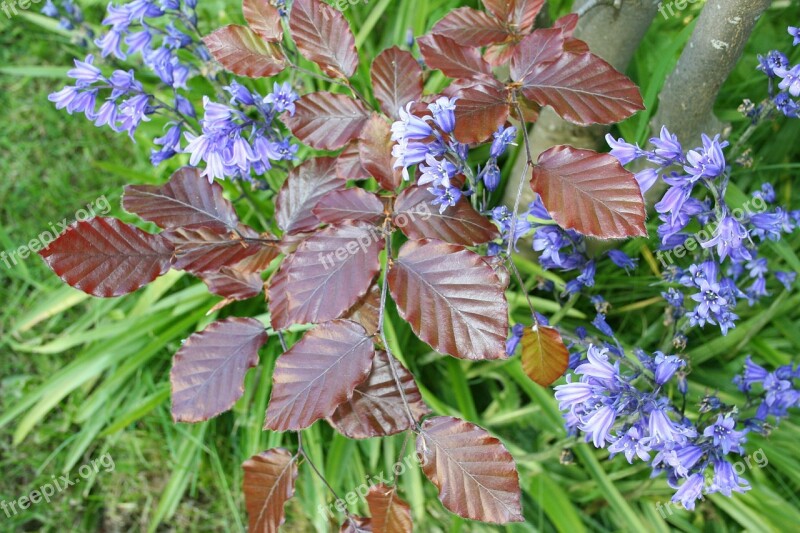 Bluebells Bluebell Flower Flowers Red Oak Leaves