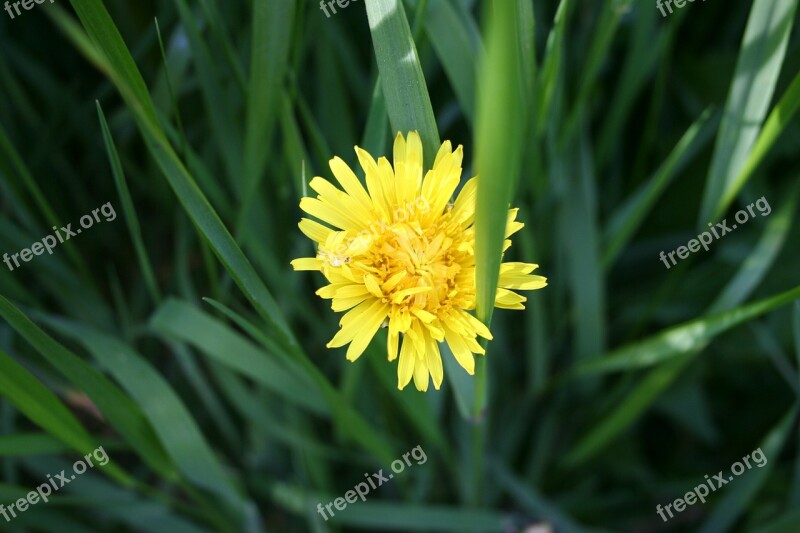 Dandelion Weed Nature Summer Flower