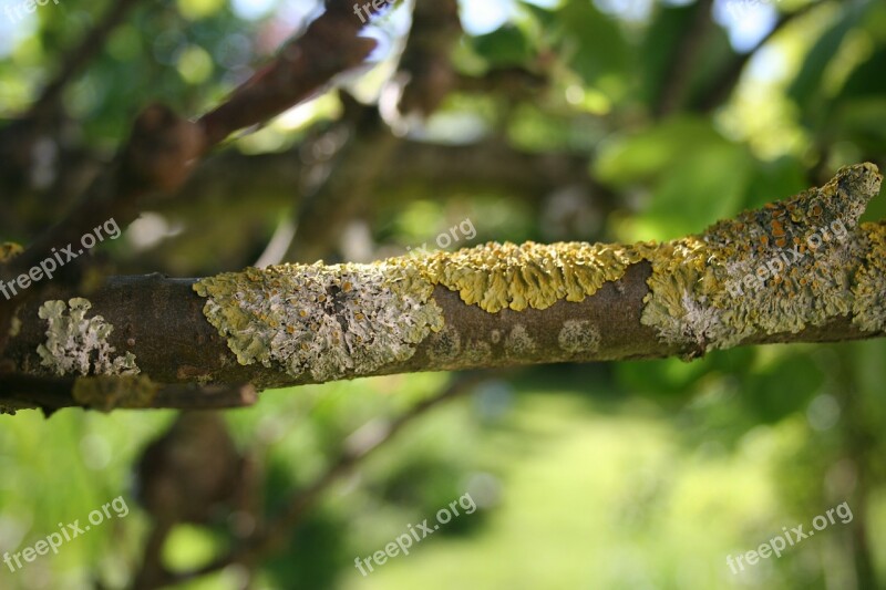 Lichen Lichens Lichen On Branches Nature Tree