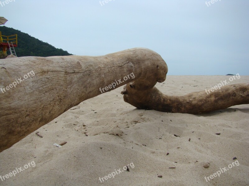 Trunk Sand Mar Nature Free Photos