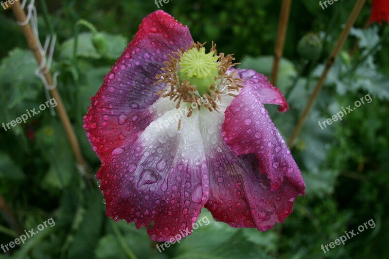 Poppy Flower Raindrops Rain Dying