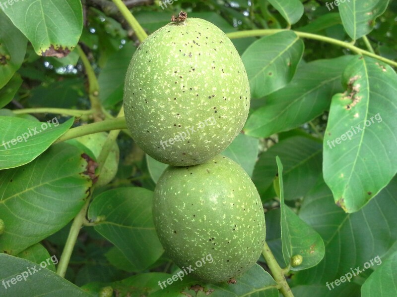 Walnut Nut Tree Fruit Fruits