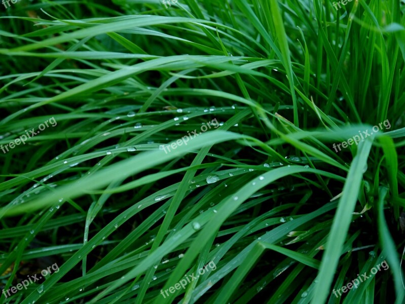 Grass Green Dew Drops Of Morning Dew Free Photos