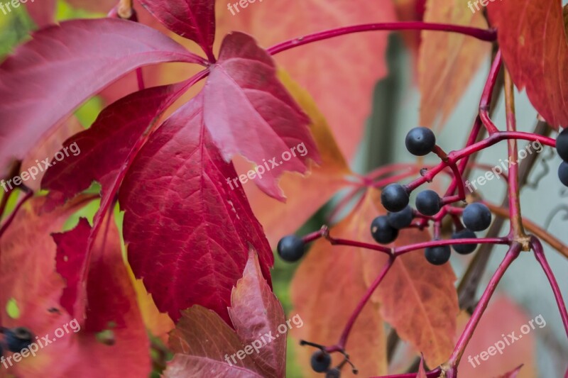 Autumn Foliage Yellow Seasons Red