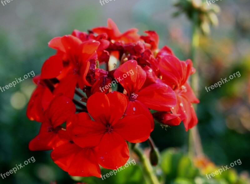 Flower Red Petals Dainty Soft