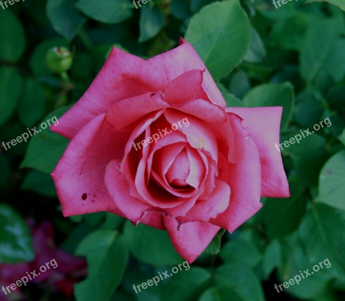 Rose Pink Flower Bloom Foliage