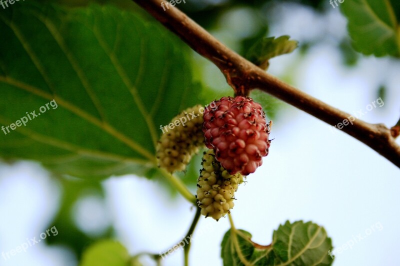 Mulberry White Pink Delicate Sweet