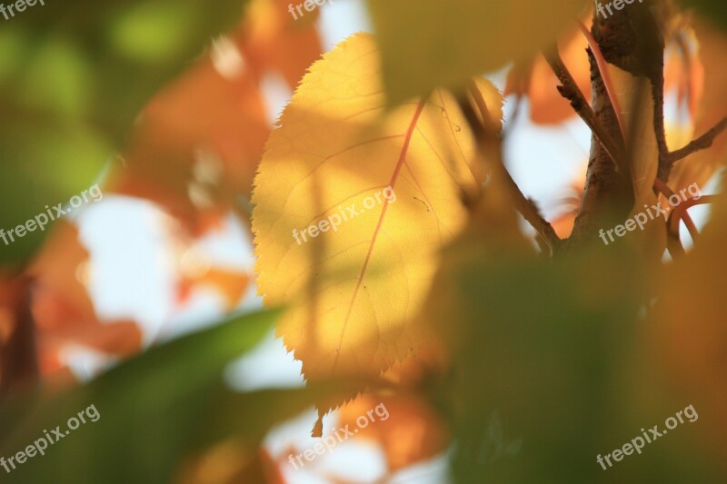 Autumn Fall Foliage Leaves Leaves In The Autumn Free Photos