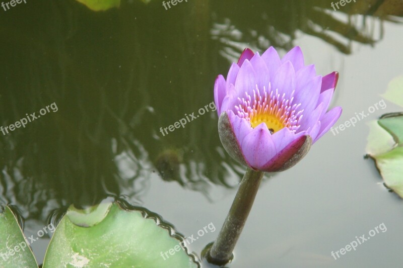 Fuzhou Lotus Pond Free Photos