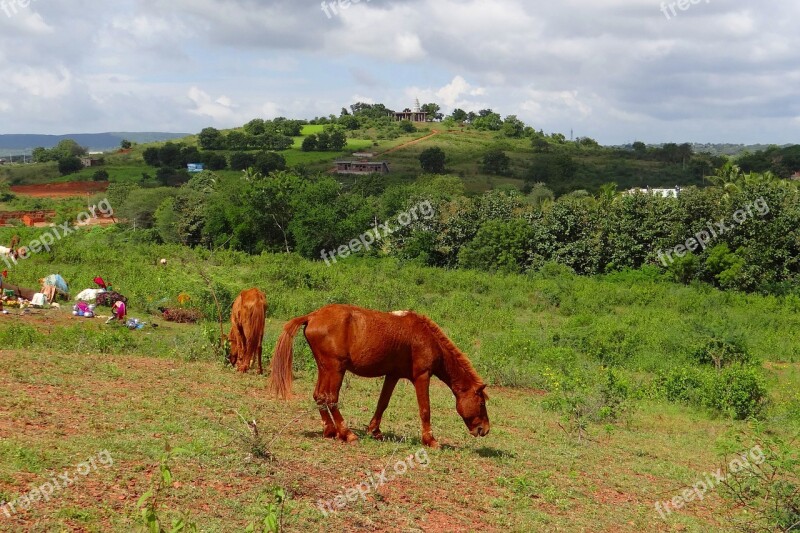 Pony Pack Animal Lambadi Nomads Nomadic Tribe