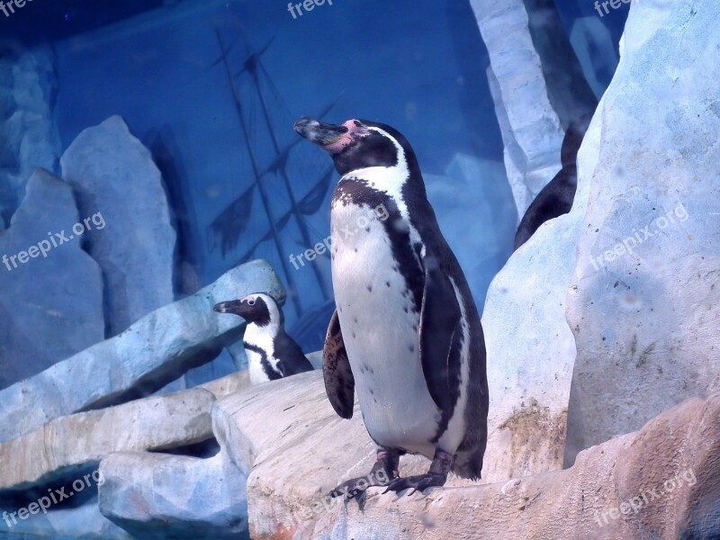 Birds Penguins Animals Bird Zoo