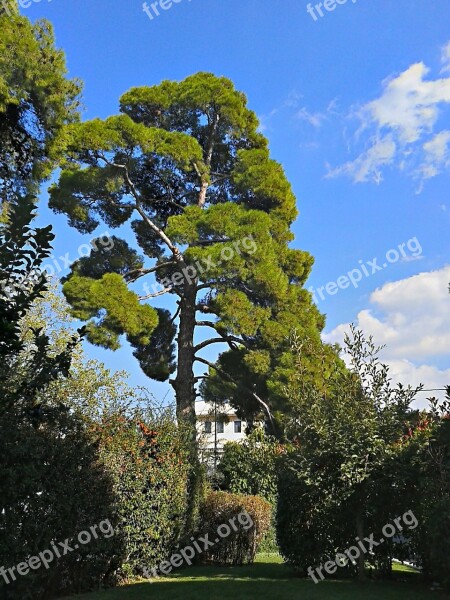 Pine Tree Trees Tall Trees Green Greenwood