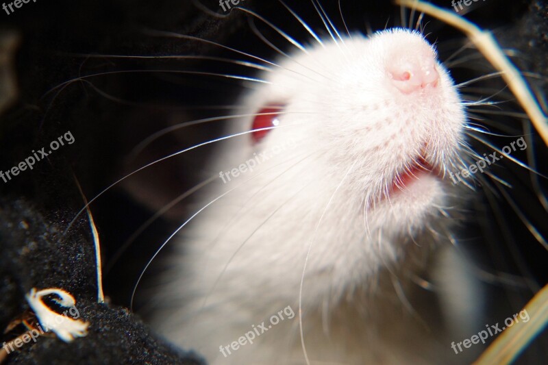 Rat White Female Laboratory Head Nose