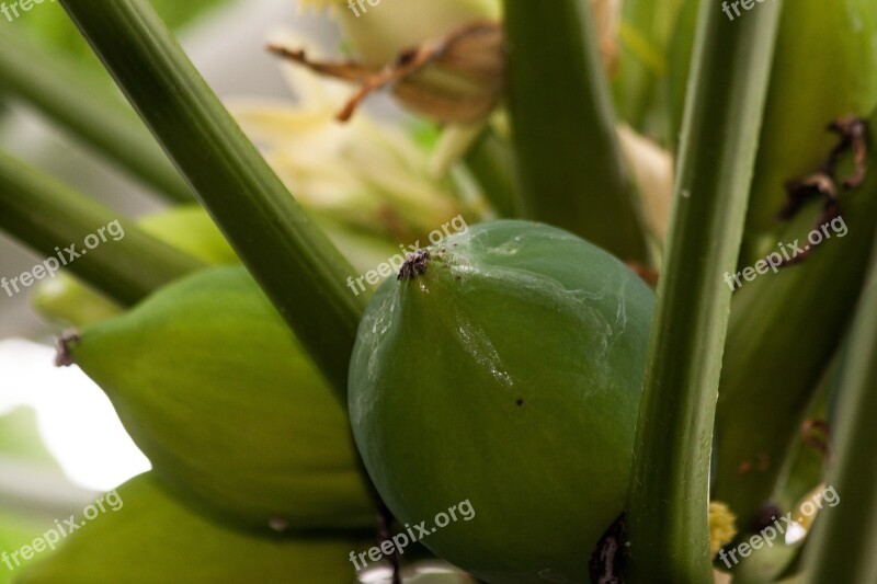 Papaya Melon Tree Carica Papaya Tropical Crop