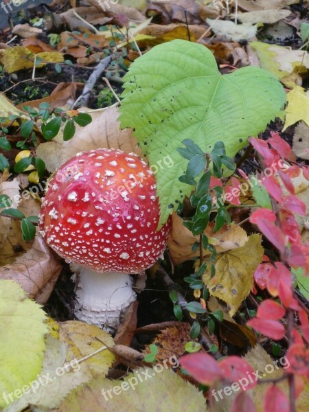 Fly Agaric Leaf Heart Shape Leaves Color