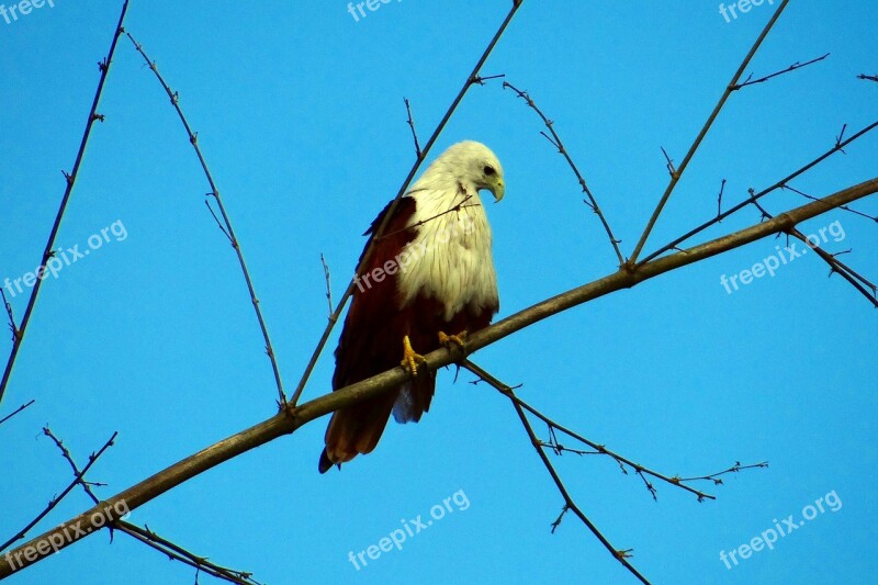 Brahminy Kite Haliastur Indus Bird Of Prey Raptor