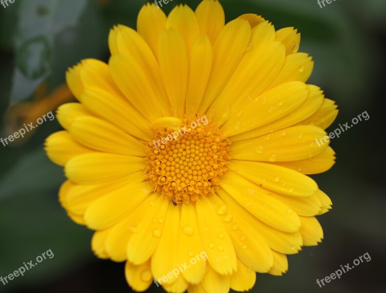 Yellow Flower Nature Close Up View Yellow Yellow Flower