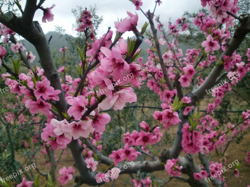 Flowers Almond Tree Pink Bloom Free Photos