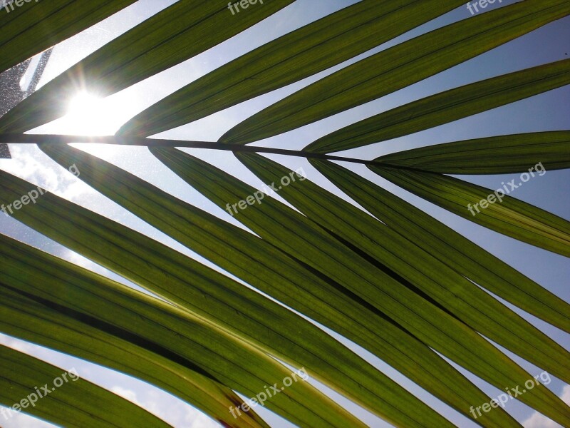 Leaf Light Sun Sky Meditation