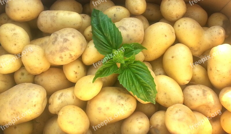 Potatoes Fresh Raw Free Photos