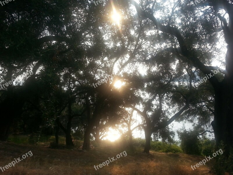 Olive Grove Sun Olive Trees Sunlight Lichtspiel