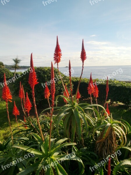 Red Flowers Sea Planting Plant Red