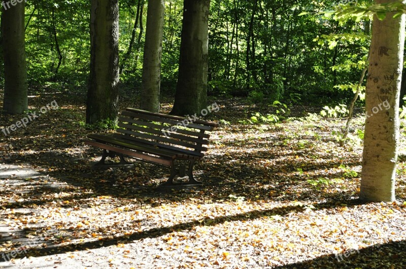 Forest Bank Sunlight Leaves Autumn