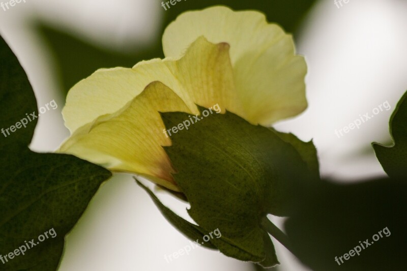 Cotton Plant Gossypium Cotton Flowers Genus