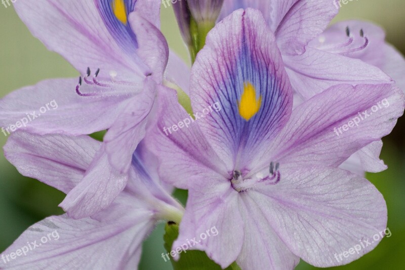 Water Hyacinth Eichhornia Inflorescence Eichhornia Crassipes Floating