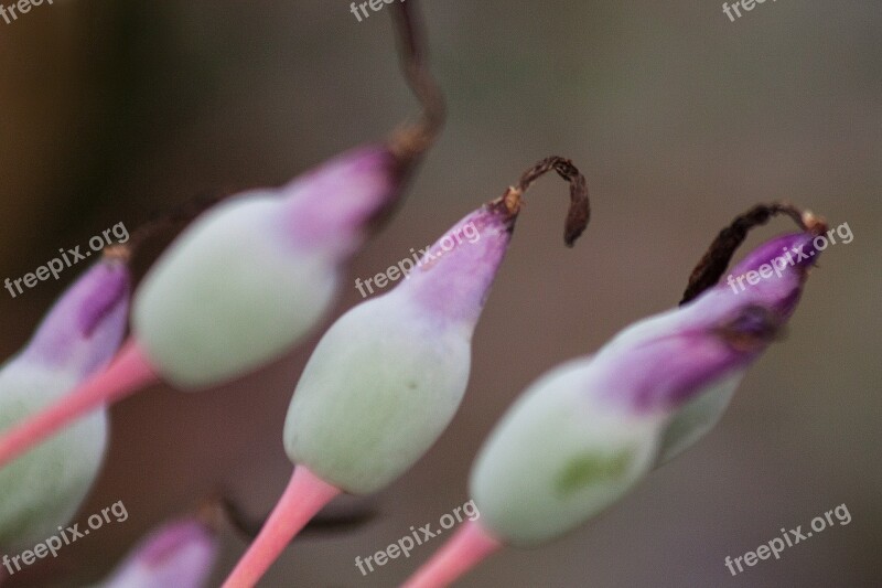 Inflorescence Portea Petropolitana Flowers Portea Subfamily